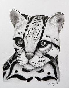 236x299 Ocelot - Ocelot Sketch