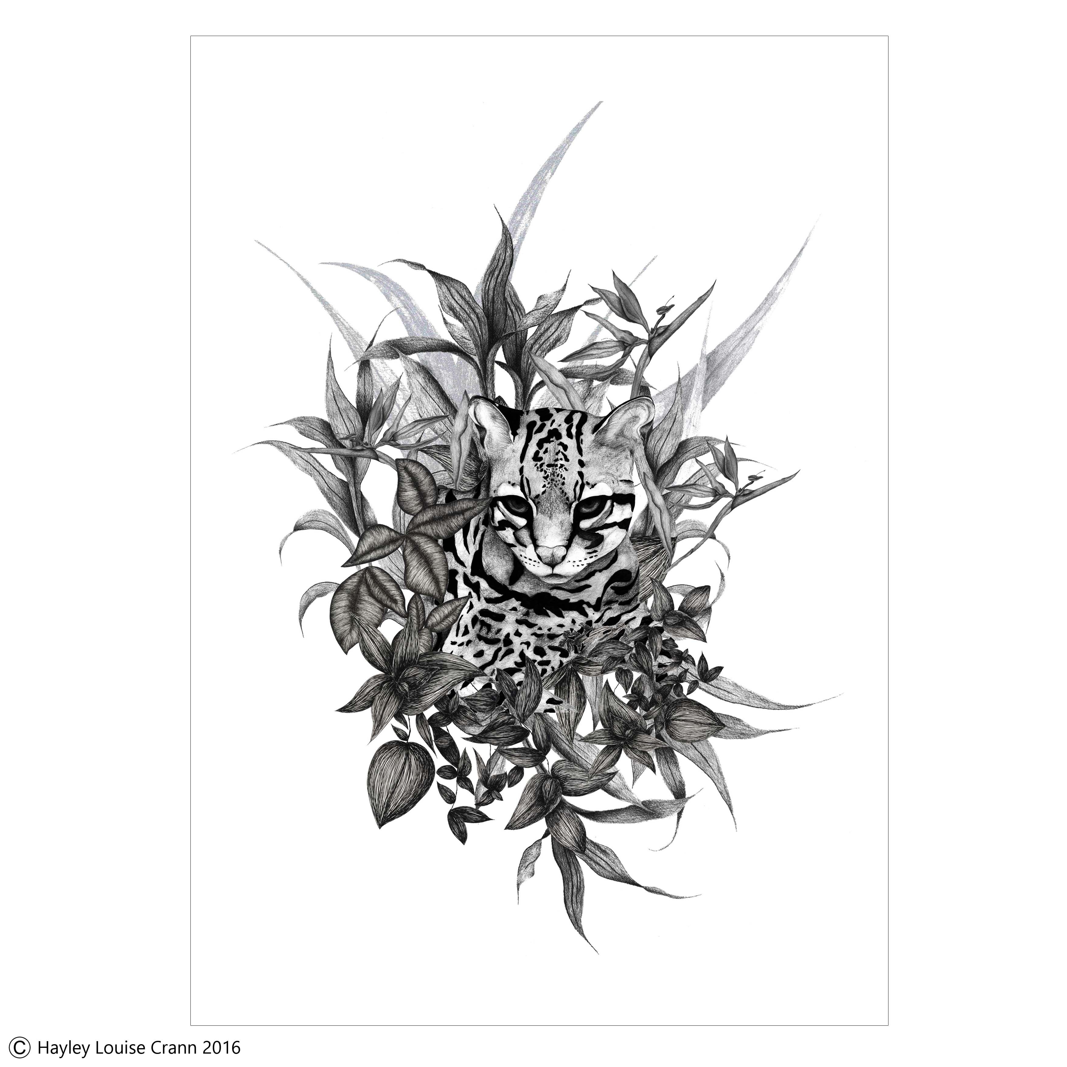 3508x3508 Ocelot Limited Edition Print - Ocelot Sketch