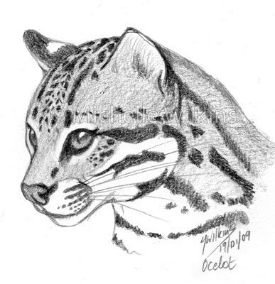 387x400 Ocelot Sketch By Dragonsdust - Ocelot Sketch
