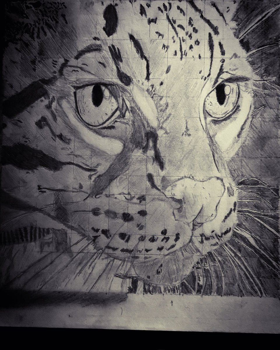 960x1200 Ocelot Hashtag On Twitter - Ocelot Sketch