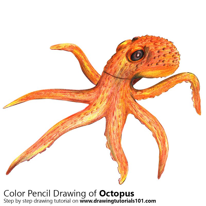800x800 Octopus Colored Pencils - Octopus Pencil Sketch