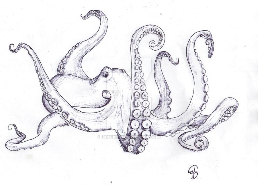 900x657 Octopus Drawing, Pencil, Sketch, Colorful, Realistic Art Images - Octopus Pencil Sketch
