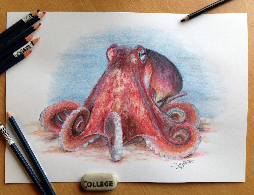 Octopus Pencil Drawing By Atomiccircus - Octopus Pencil Sketch. 