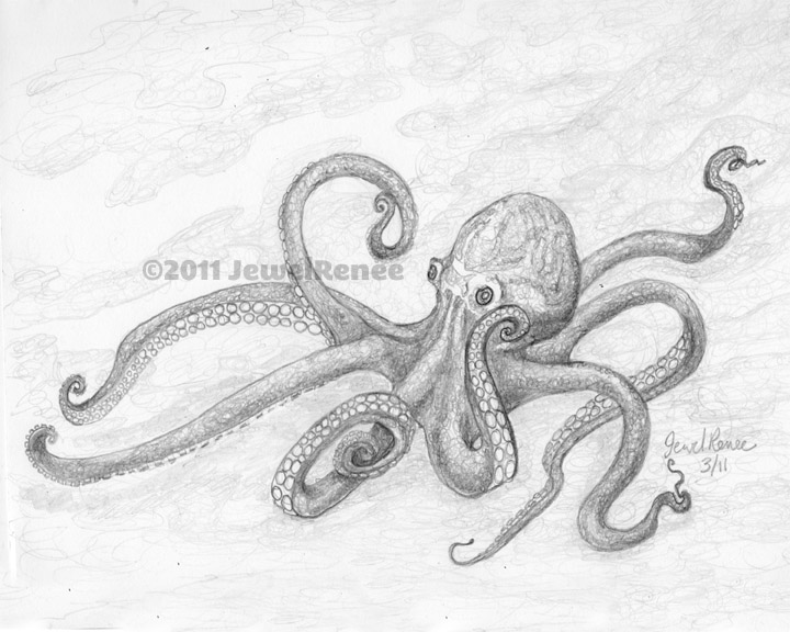 720x576 Octopus Pencil Sketch - Octopus Pencil Sketch