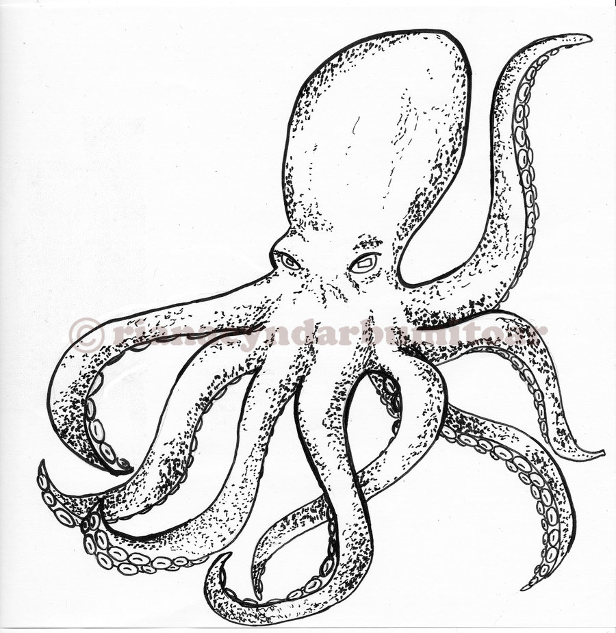 900x925 Octopus Sketch By Rianacyndarbumitoar - Octopus Pencil Sketch