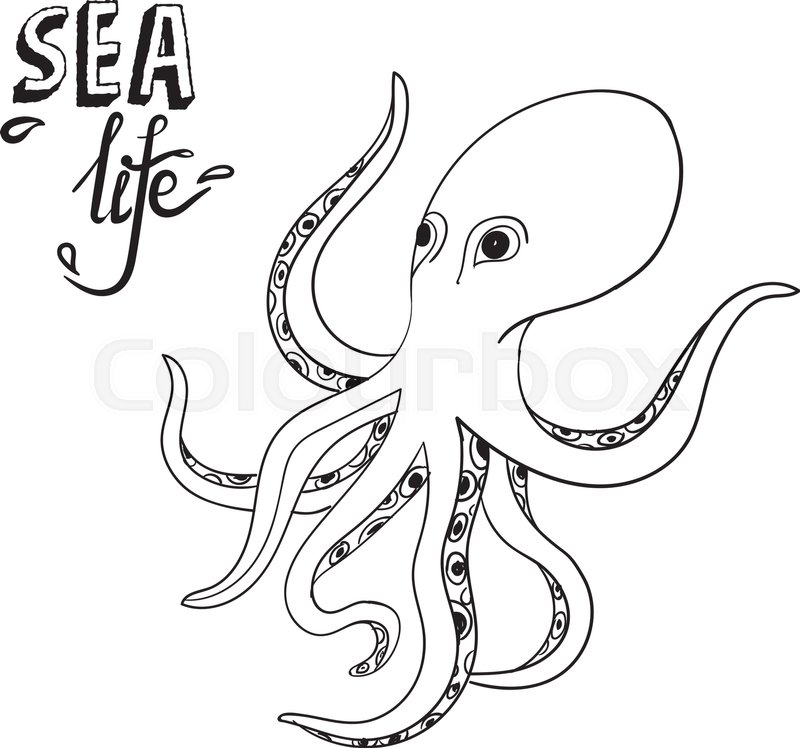 800x748 Hand Drawn Octopus. Sketch Wild Sea Life. Creature In The Ocean - Octopus Sketch