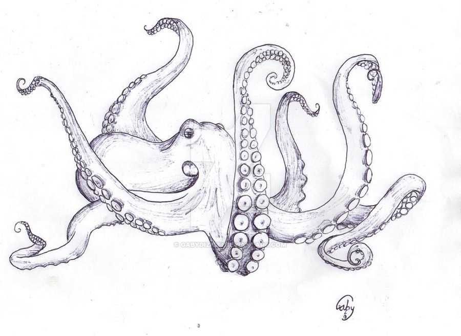 900x657 Octopus Drawing, Pencil, Sketch, Colorful, Realistic Art Images - O...
