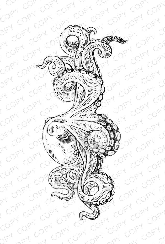 691x1024 Octopus Sketch Drawing Illustration For Download - Octopus Tattoo Sketch