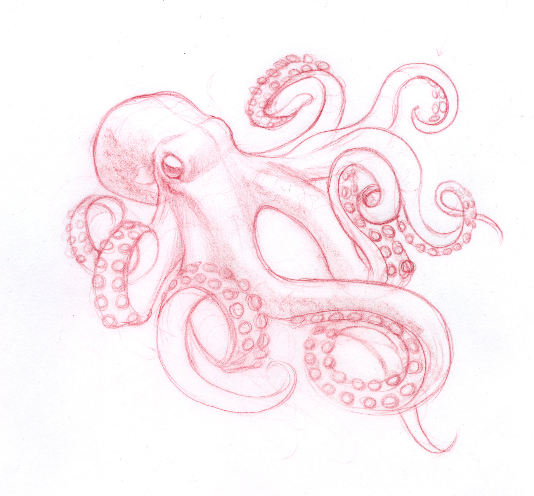 1828x1696 Octopus Tattoo Sketch - Octopus Tattoo Sketch