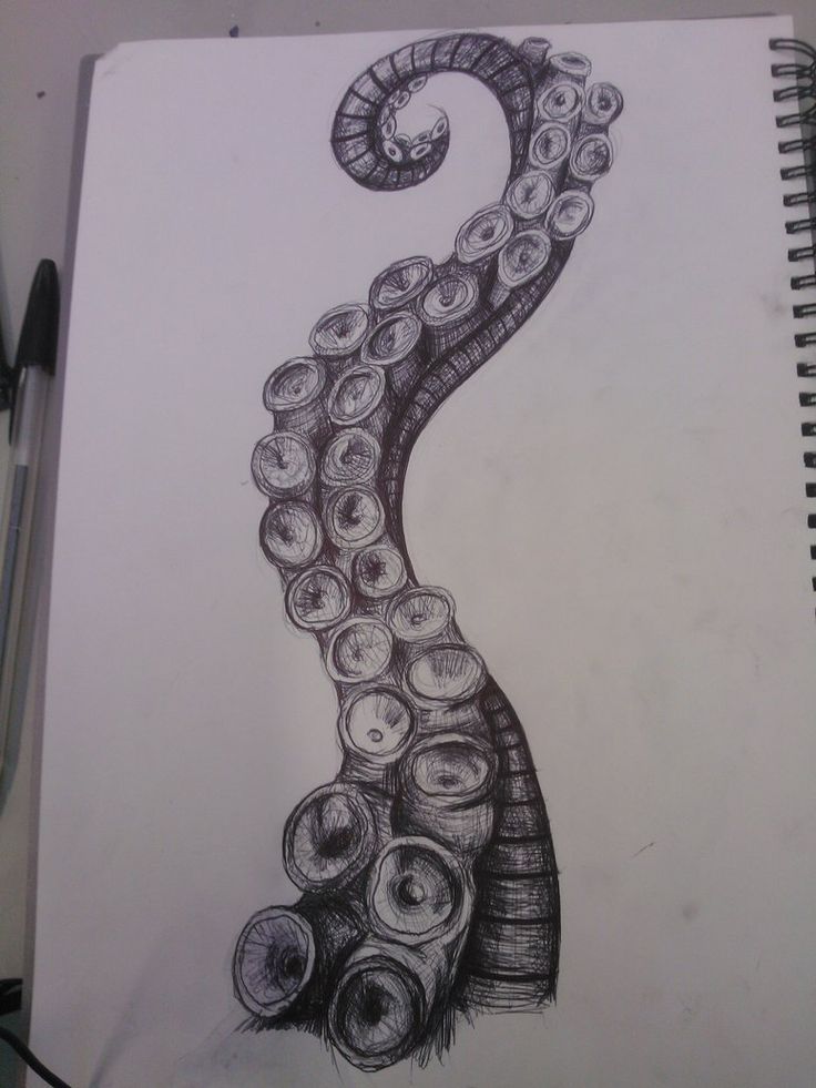 736x981 Octopus Tattoos, Tentacle Drawing, Octopus Tentacles Art, Octopus - Octopus Tentacles Sketch