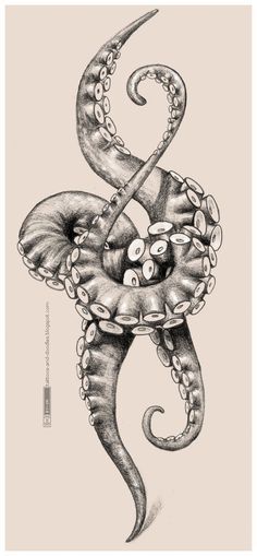 236x509 Octopus Tentacles Drawing - Octopus Tentacles Sketch