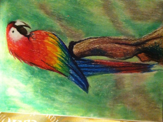 320x239 Oil Pastel Drawing Of A Macaw. - Oil Pastel Sketches