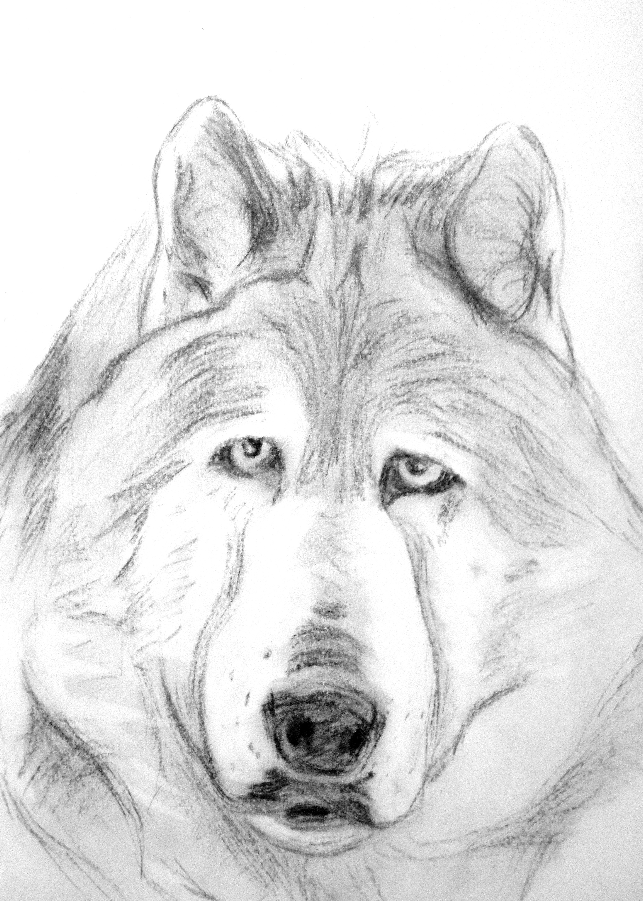 2043x2863 Day 308 A Sad Old Wolf One Stumble - Old Dog Sketch
