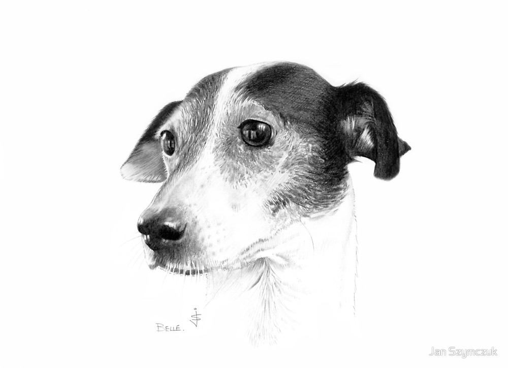 1000x724 Dog Pencil Sketch - Old Dog Sketch
