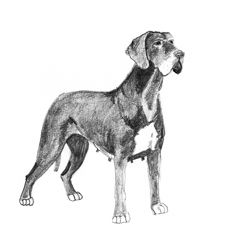 768x786 Dog Sketches - Old Dog Sketch