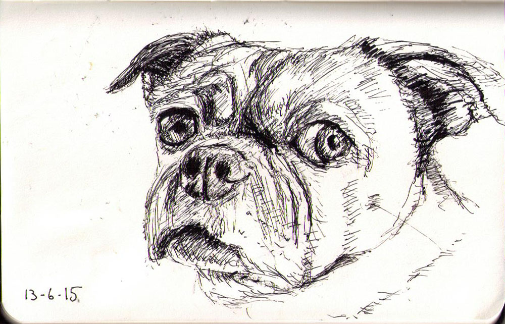 1000x642 Drawing Of A Dog In Ballpoint Pen. One Drawing Daily - Old Dog Sketch