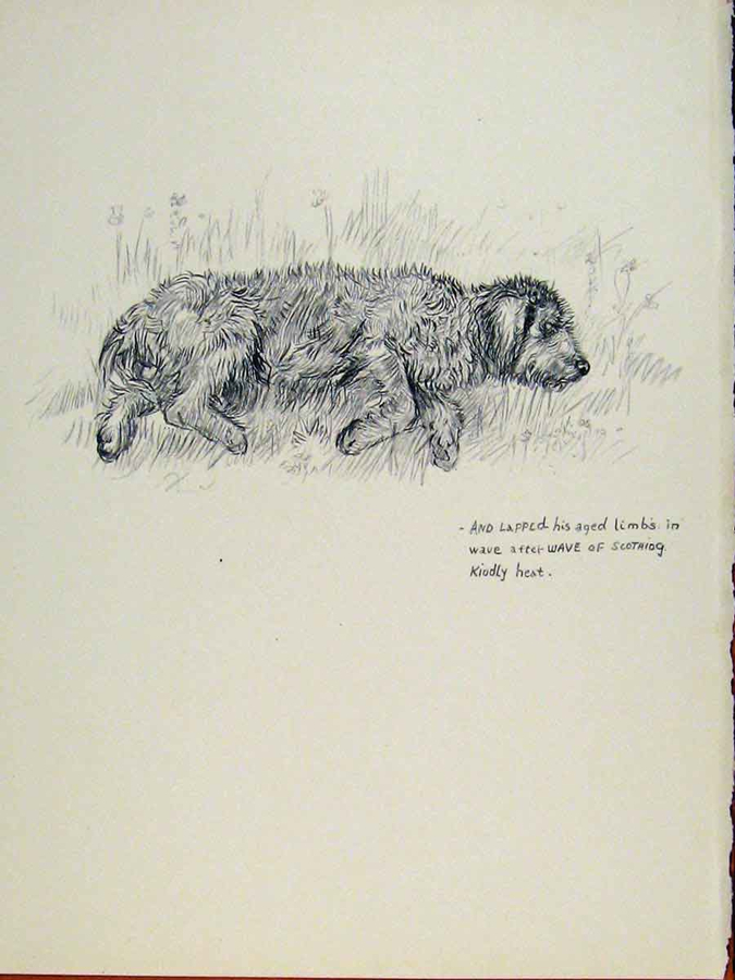 675x900 Kf Barker 1938 - Old Dog Sketch