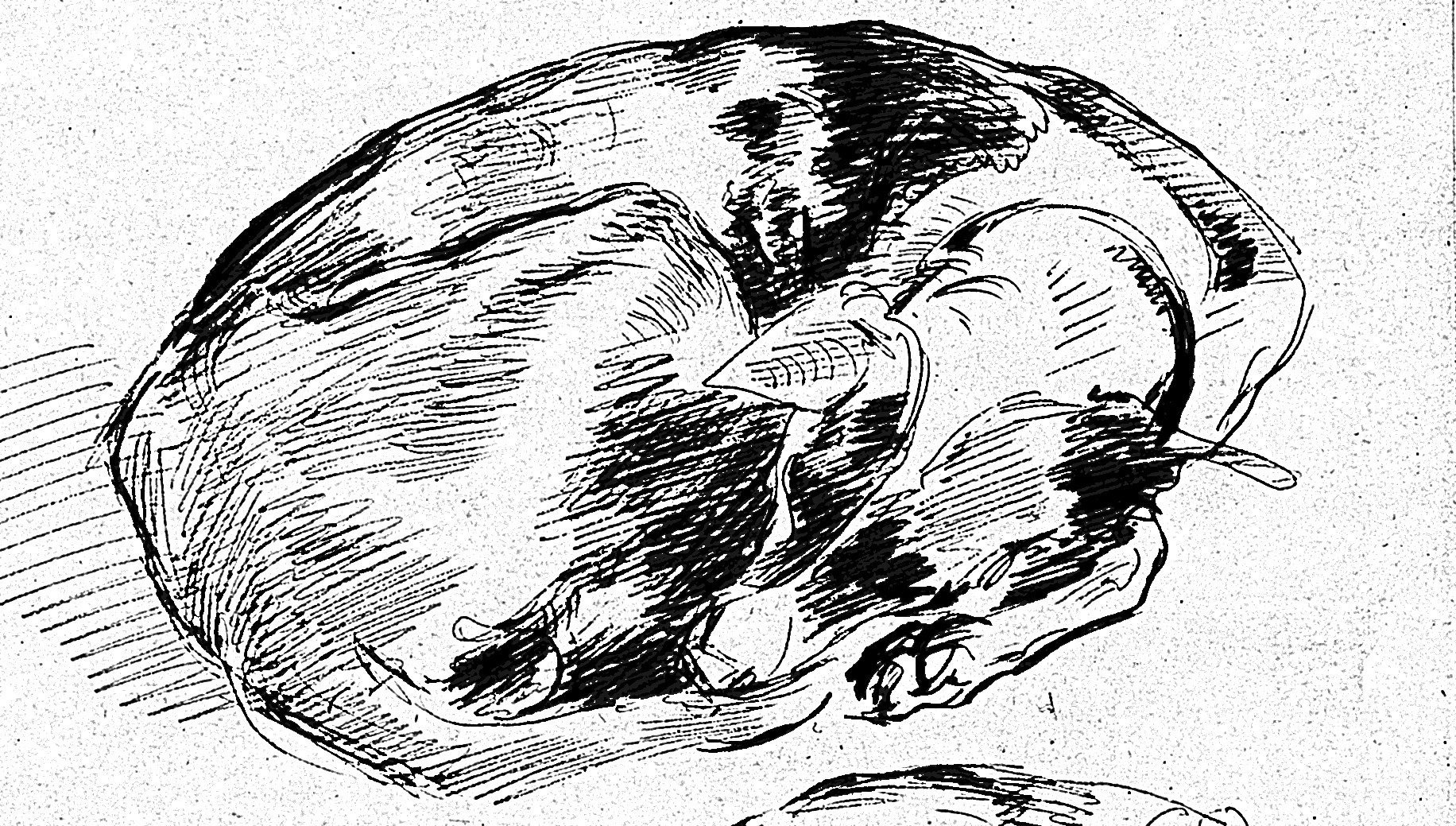 1832x1039 Ode To An Old Dog Indi Samarajiva Medium - Old Dog Sketch