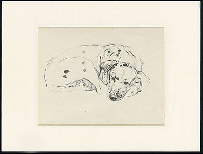 400x304 Sleeping Dalmatian Charming Old 1930s Dog Sketch Print By Kf - Old Dog Sketch