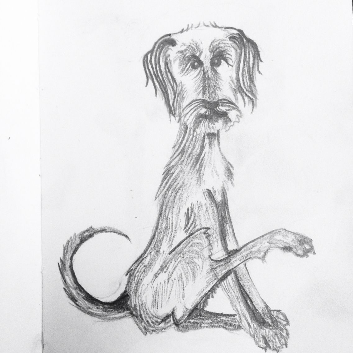 1136x1136 Scruffy Old Dog Sketch My Art Sketches - Old Dog Sketch