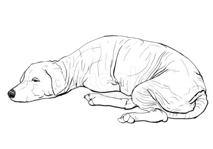 429x300 The Old Mangy Dog Stock Vectors - Old Dog Sketch