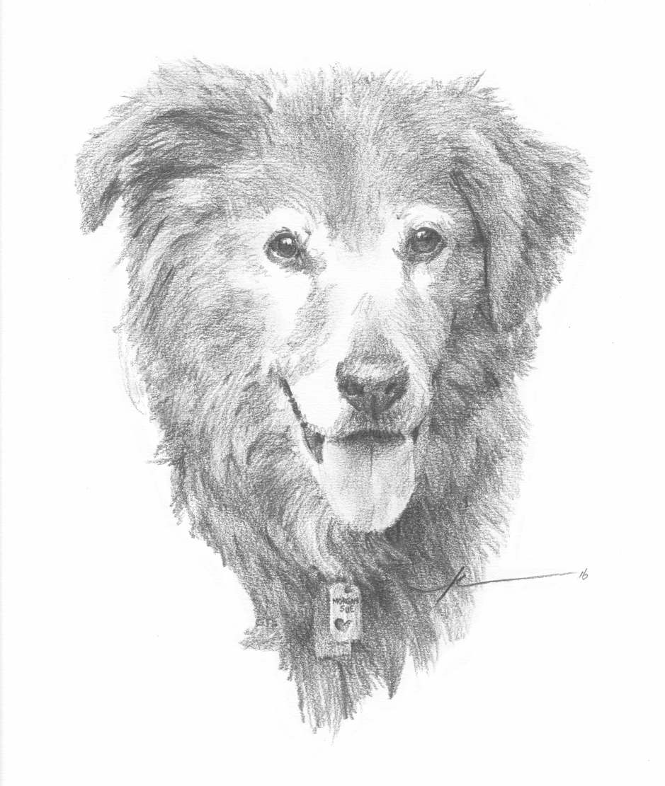 939x1111 Furry Old Dog Drawing - Old Dog Sketch