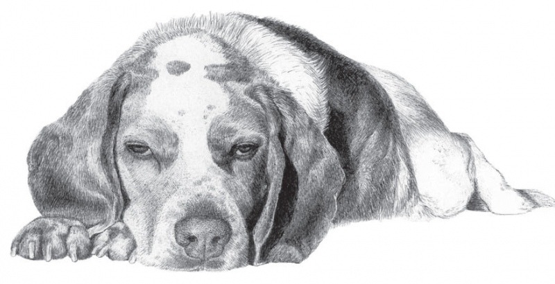 800x410 Be Gentle I Know My Dog Is Old The Bark - Old Dog Sketch
