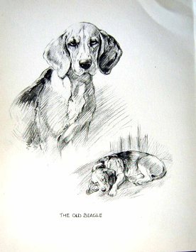 276x355 Buy Old Original Antique Victorian Print C1933 Dogs Sketch Barker - Old Dog Sketch