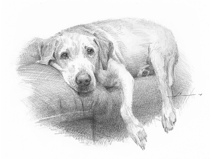 710x536 Couch Dog Drawing By Mike Theuer - Old Dog Sketch