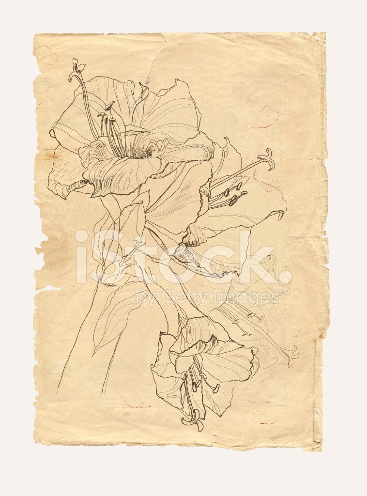 758x1024 Hibiscus Drawing On Old Paper Stock Photos - Old Paper Sketch