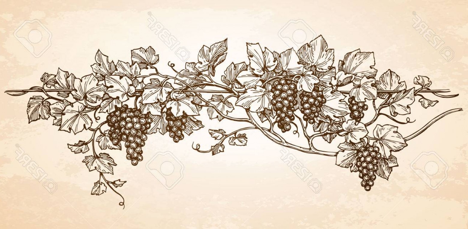 1560x764 Photostock Vector Hand Drawn Vector Illustration Of Grapes Vine - Old Paper Sketch