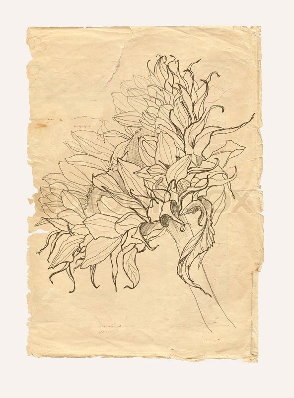 592x800 Sunflower Drawing On Old Paper Stock Photo Colourbox - Old Paper Sketch