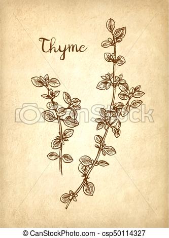 333x470 Thyme Ink Sketch On Old Paper Background. Hand Drawn Vector - Old Paper Sketch