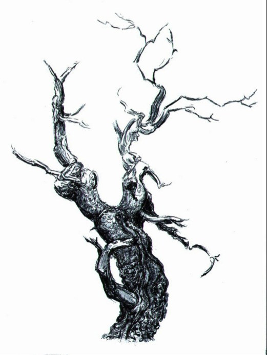 Old Tree Sketch