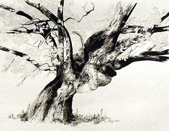 576x446 Old Tree Saxton Studio Blog - Old Tree Sketch