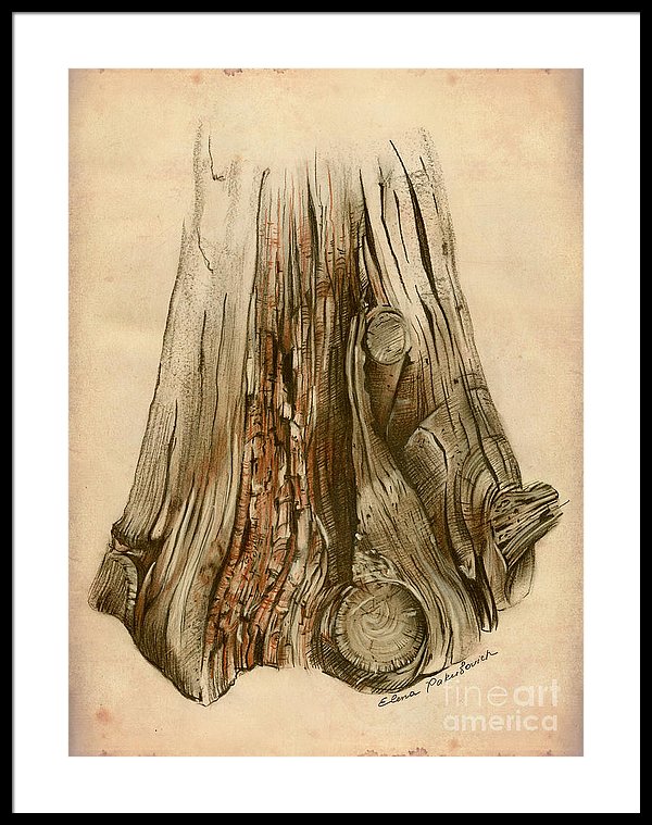 600x759 Old Tree Stump - Old Tree Sketch
