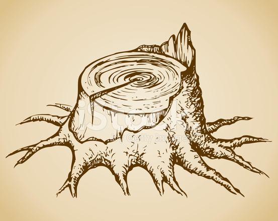 553x440 Old Tree Vector Sketch Stock Vector - Old Tree Sketch