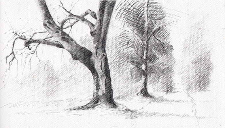 781x446 The Old Tree Sketch By Mwolski - Old Tree Sketch