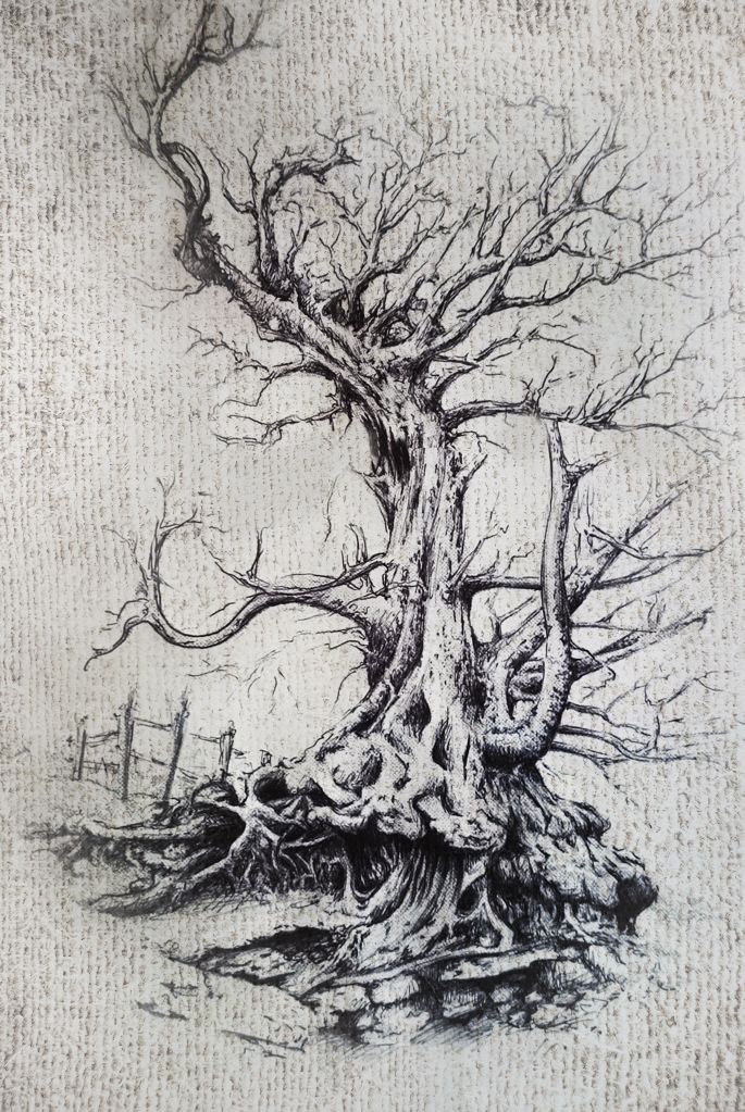 685x1023 Old Tree Drawing, Illustration, Tree Roots. Ink Pen Drawing - Old Tree Sketch