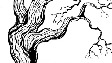 390x220 Old Tree Sketch Tagged Cartoons - Old Tree Sketch