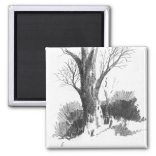 307x307 Drawing Of Old Tree Gifts On Zazzle - Old Tree Sketch