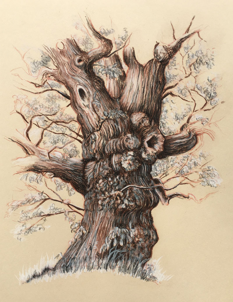 800x1036 How To Draw Trees - Old Tree Sketch