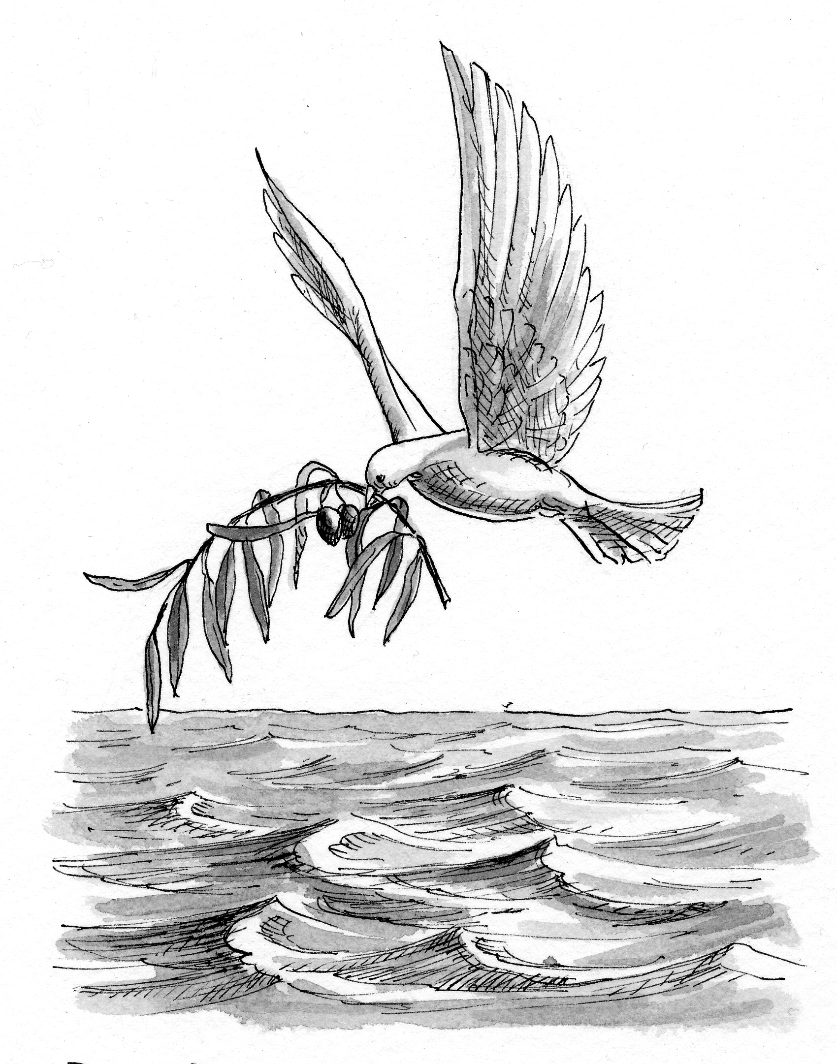 1700x2162 Genesis 811 Illustration - Olive Branch Sketch