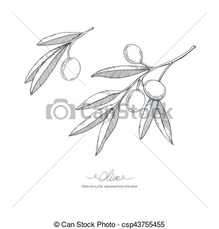 450x470 Hand Drawn Olive Sketch. Hand Drawn Olive Branch. Vector Sketch - Olive Branch Sketch