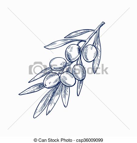 450x470 Hand Drawn Sketch Of Olive Branch With Olives On A White Background. - Olive Branch Sketch