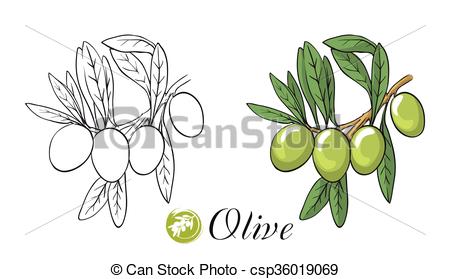 450x279 Hand Drawn Sketches Of Olive Branch With Olives On A White Background. - Olive Branch Sketch