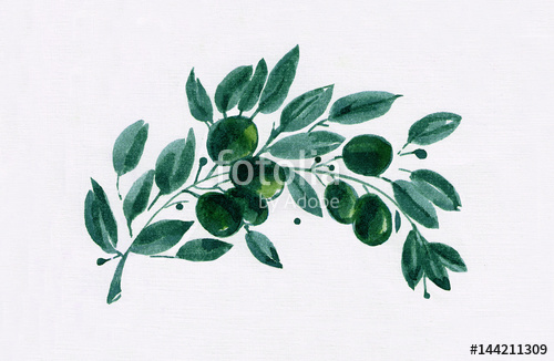 500x326 Olive Branch , Olives, Watercolor Sketch Stock Photo And Royalty - Olive Branch Sketch