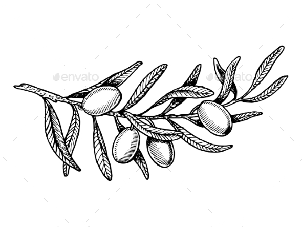 590x443 Olive Branch Engraving Style Vector Illustration By Alexanderpokusay - Olive Branch Sketch