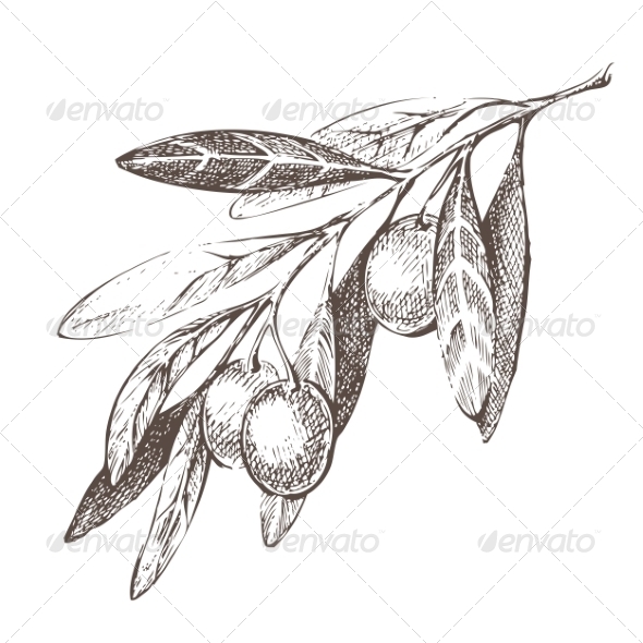 590x590 Olive Branch By Mart M Graphicriver - Olive Branch Sketch