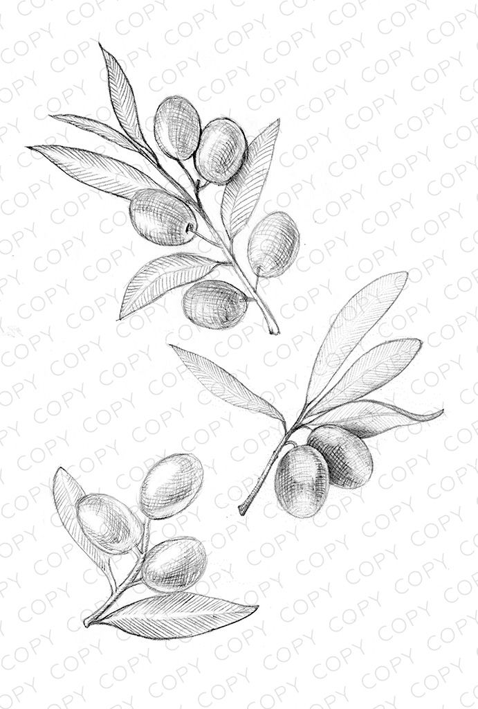 691x1024 Olive Branches Sketch Drawing Illustration For Download - Olive Branch Sketch